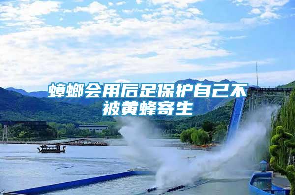 蟑螂會用后足保護自己不被黃蜂寄生