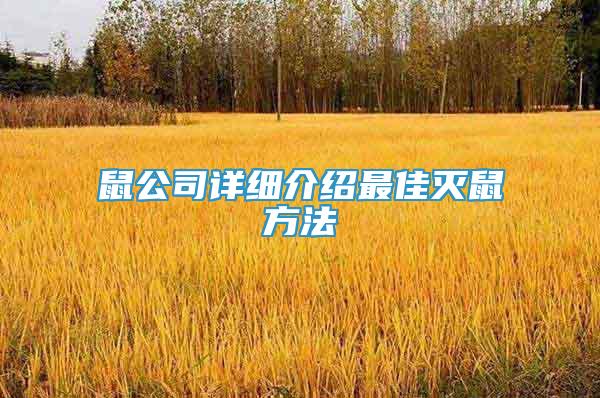 鼠公司詳細(xì)介紹最佳滅鼠方法