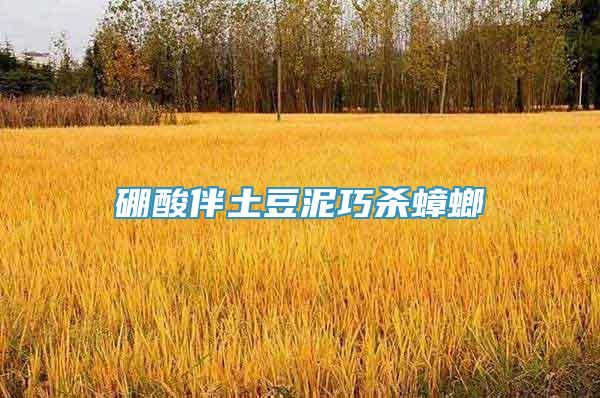 硼酸伴土豆泥巧殺蟑螂