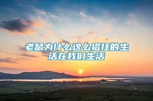 老鼠為什么這么猖狂的生活在我們生活