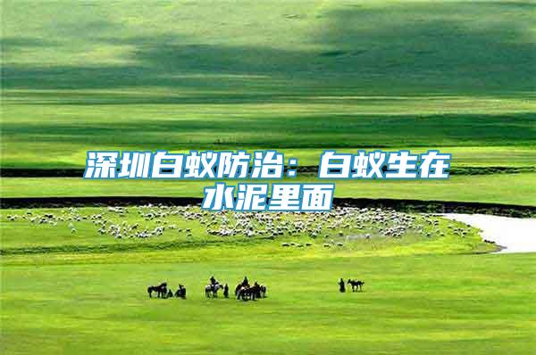 深圳白蟻防治：白蟻生在水泥里面