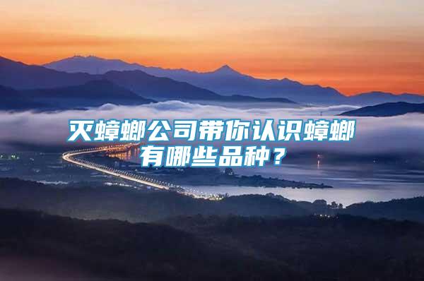 滅蟑螂公司帶你認(rèn)識(shí)蟑螂有哪些品種？