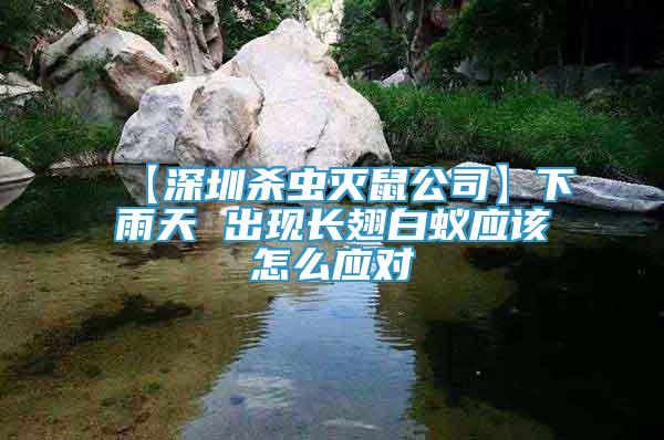 【深圳殺蟲滅鼠公司】下雨天 出現(xiàn)長翅白蟻應(yīng)該怎么應(yīng)對