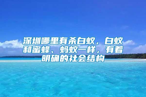 深圳哪里有殺白蟻，白蟻和蜜蜂、螞蟻一樣，有著明確的社會(huì)結(jié)構(gòu)