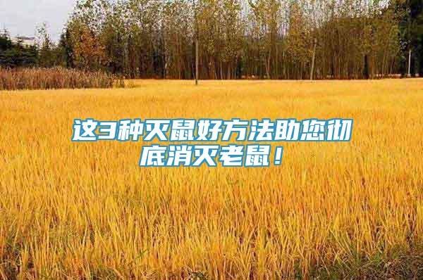 這3種滅鼠好方法助您徹底消滅老鼠！