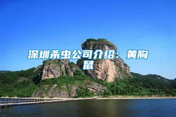 深圳殺蟲公司介紹：黃胸鼠