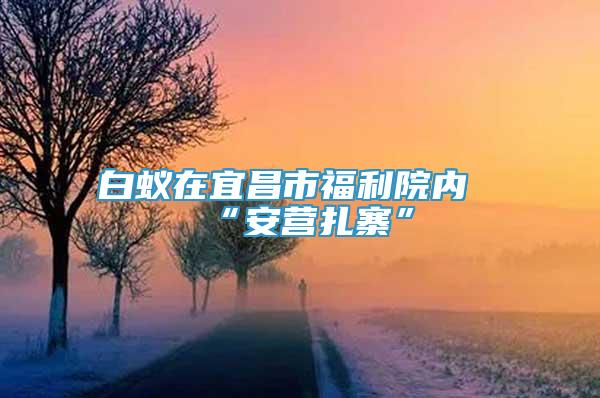 白蟻在宜昌市福利院內(nèi)“安營扎寨”