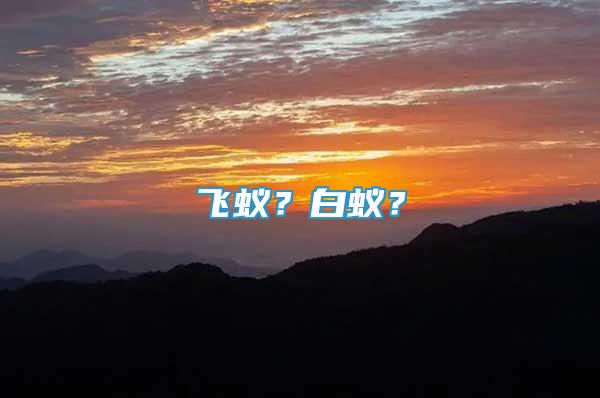 飛蟻？白蟻？