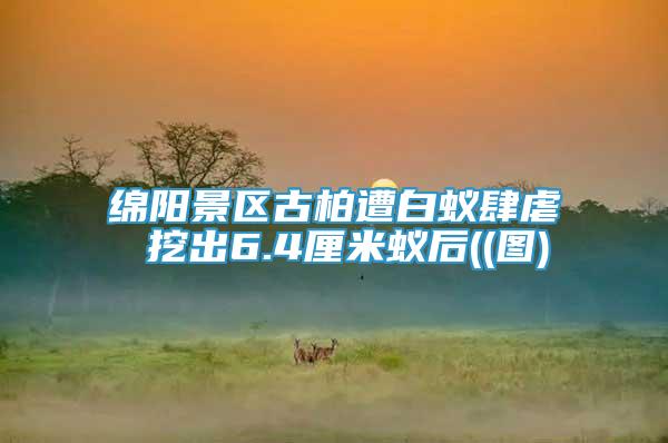 綿陽(yáng)景區(qū)古柏遭白蟻肆虐 挖出6.4厘米蟻后((圖)