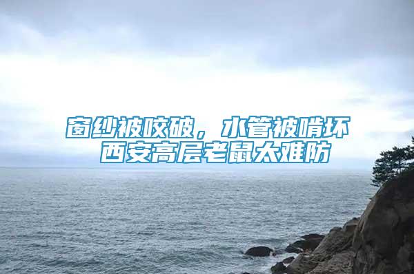 窗紗被咬破，水管被啃壞 西安高層老鼠太難防