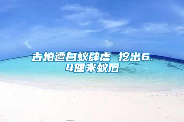 古柏遭白蟻肆虐 挖出6.4厘米蟻后