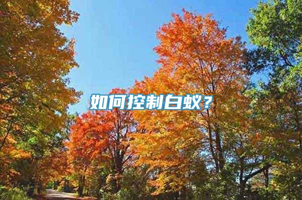 如何控制白蟻？