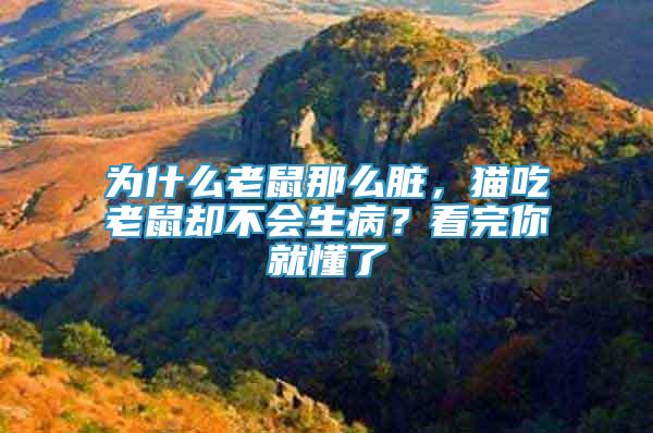 為什么老鼠那么臟,貓吃老鼠卻不會生???看完你就懂了