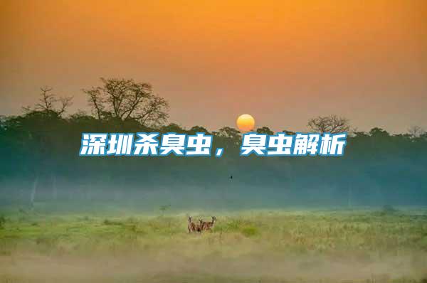 深圳殺臭蟲，臭蟲解析