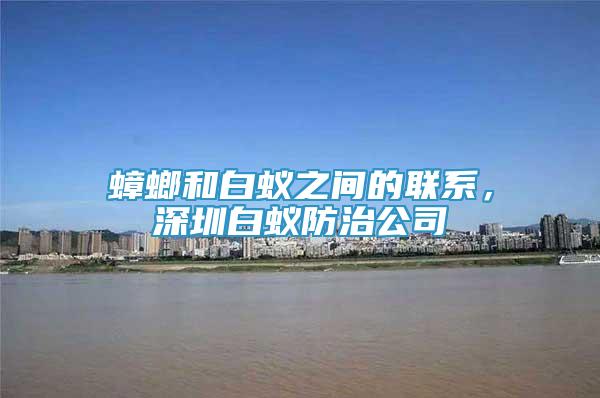 蟑螂和白蟻之間的聯(lián)系，深圳白蟻防治公司