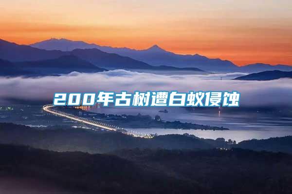 200年古樹遭白蟻侵蝕