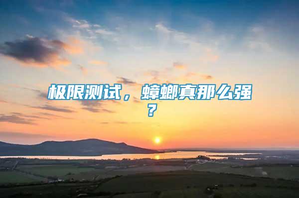 極限測試，蟑螂真那么強？