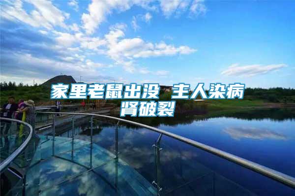 家里老鼠出沒 主人染病腎破裂
