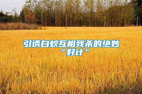 引誘白蟻互相殘殺的絕妙“好計”