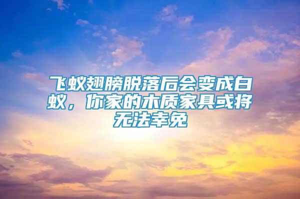 飛蟻翅膀脫落后會變成白蟻，你家的木質(zhì)家具或?qū)o法幸免