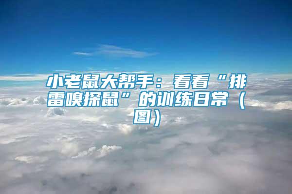 小老鼠大幫手：看看“排雷嗅探鼠”的訓(xùn)練日常（圖）