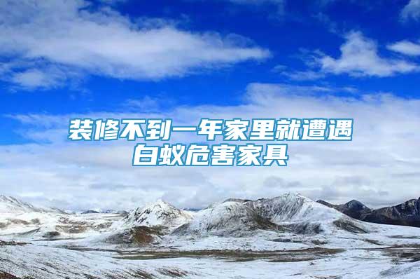 裝修不到一年家里就遭遇白蟻危害家具