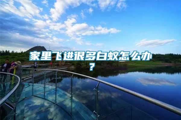 家里飛進(jìn)很多白蟻怎么辦？
