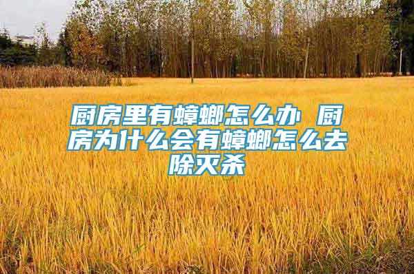 廚房里有蟑螂怎么辦 廚房為什么會有蟑螂怎么去除滅殺