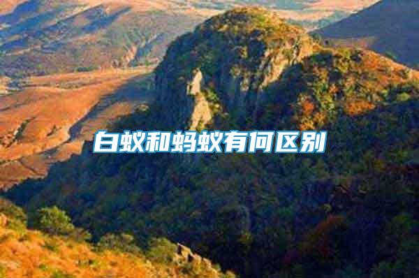 白蟻和螞蟻有何區(qū)別