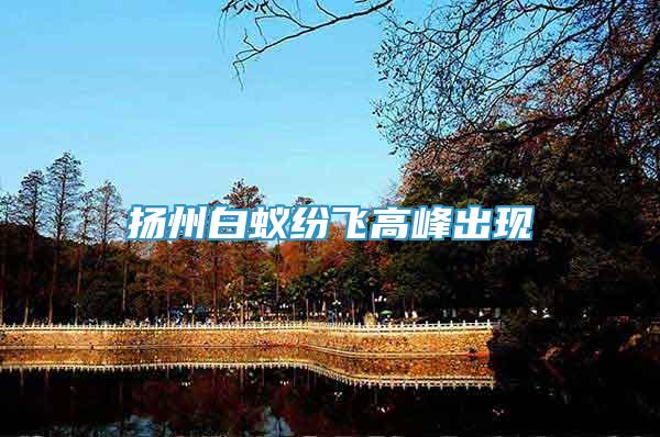 揚州白蟻紛飛高峰出現(xiàn)