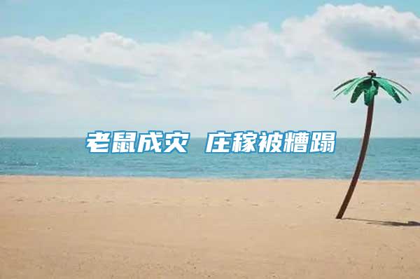 老鼠成災(zāi) 莊稼被糟蹋