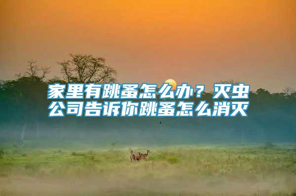 家里有跳蚤怎么辦？滅蟲公司告訴你跳蚤怎么消滅