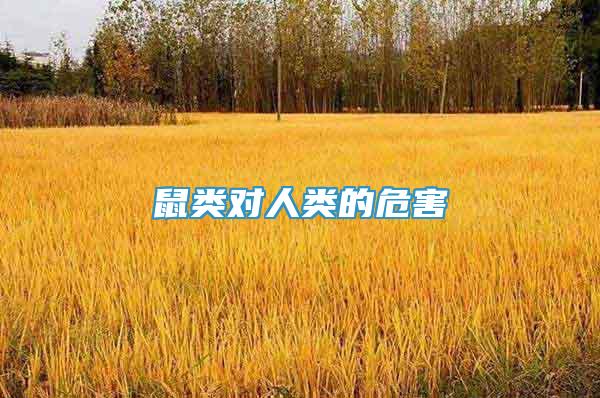 鼠類對人類的危害