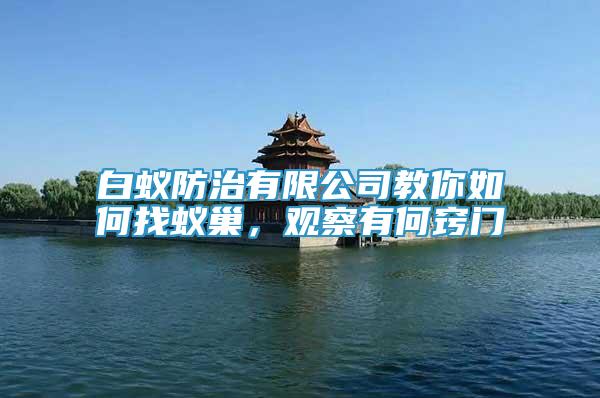 白蟻防治有限公司教你如何找蟻巢，觀察有何竅門
