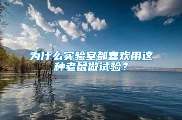 為什么實(shí)驗(yàn)室都喜歡用這種老鼠做試驗(yàn)？