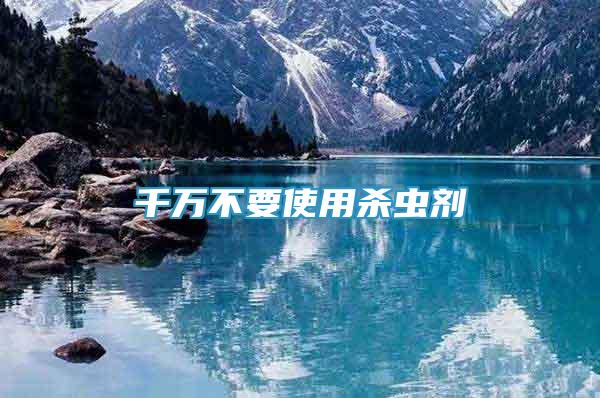 千萬不要使用殺蟲劑