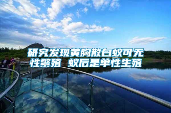 研究發(fā)現(xiàn)黃胸散白蟻可無性繁殖 蟻后是單性生殖
