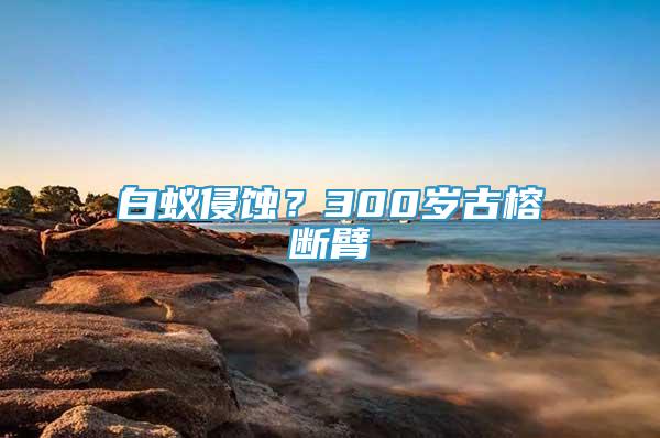 白蟻侵蝕？300歲古榕斷臂