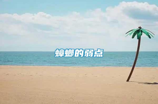蟑螂的弱點(diǎn)