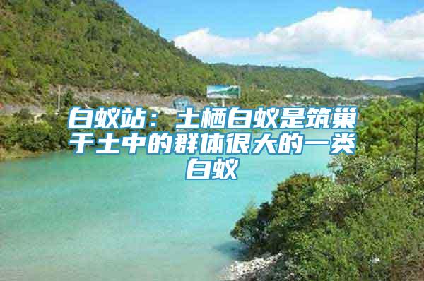 白蟻站：土棲白蟻是筑巢于土中的群體很大的一類白蟻