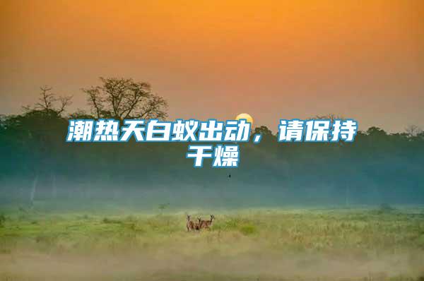 潮熱天白蟻出動，請保持干燥