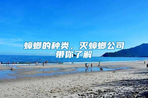 蟑螂的種類，滅蟑螂公司帶你了解
