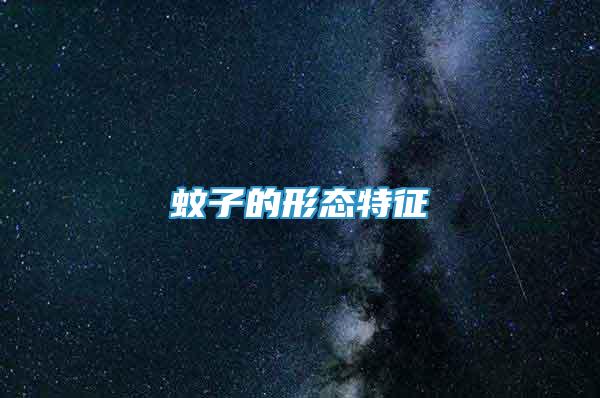 蚊子的形態(tài)特征