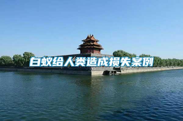 白蟻給人類造成損失案例