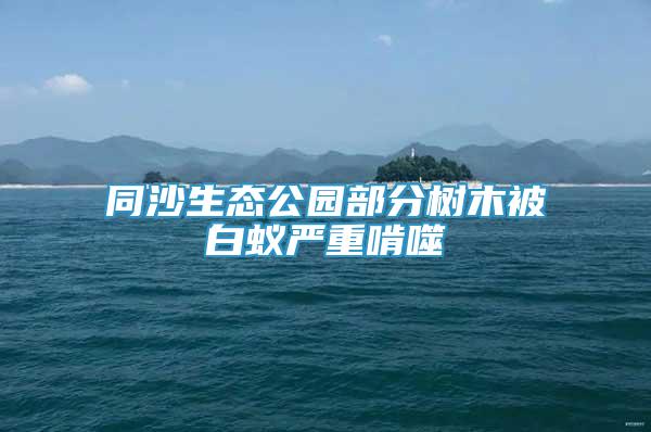 同沙生態(tài)公園部分樹木被白蟻嚴重啃噬