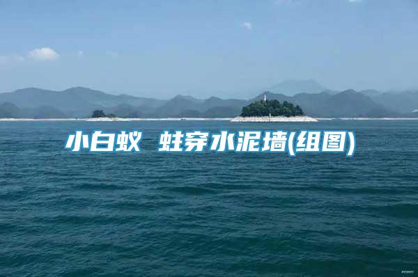 小白蟻 蛀穿水泥墻(組圖)