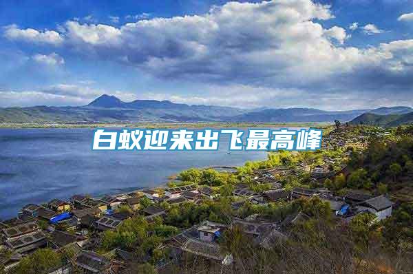 白蟻迎來出飛最高峰