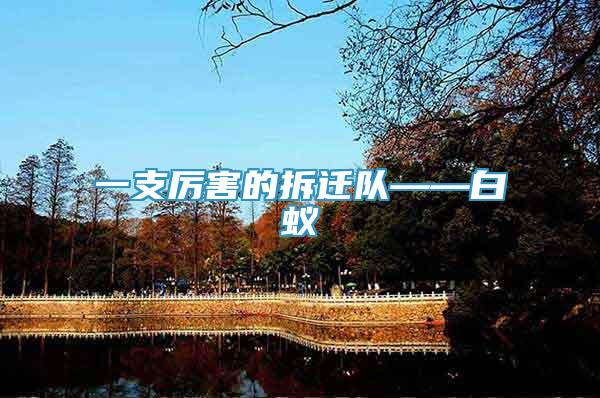 一支厲害的拆遷隊——白蟻