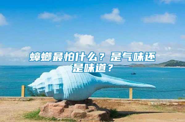 蟑螂最怕什么？是氣味還是味道？