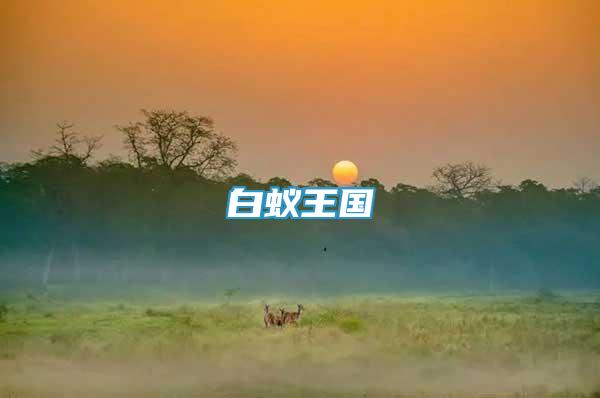 白蟻王國(guó)